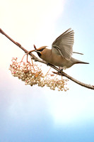 Waxwing (3)