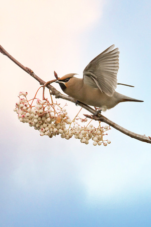 Waxwing (3)