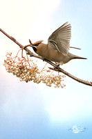 Waxwing (5)