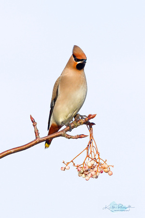 Waxwing (7)