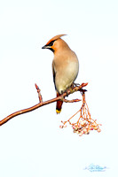 Waxwing (8)