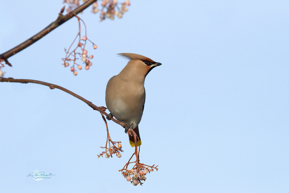 Waxwing (9)