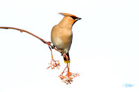 Waxwing (10)