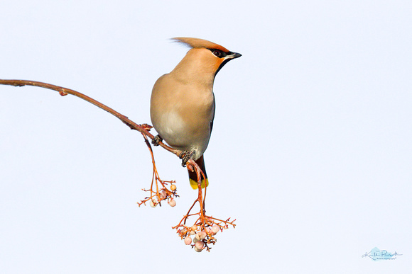 Waxwing (10)