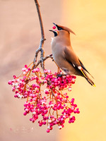 Waxwing (11)