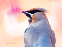 Waxwing (14)