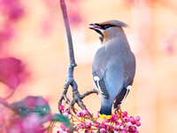 Waxwing (12)