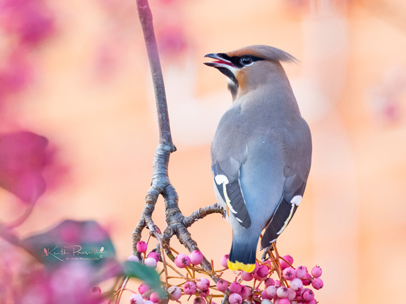 Waxwing (12)