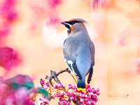 Waxwing (13)