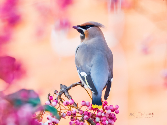 Waxwing (13)