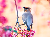 Waxwing (15)