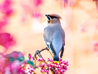 Waxwing (16)