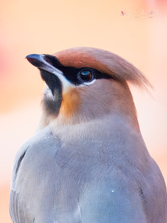 Waxwing (17)