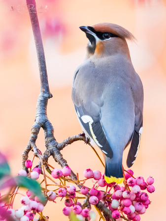 Waxwing (18)