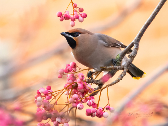 Waxwing (19)