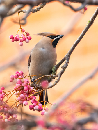 Waxwing (20)