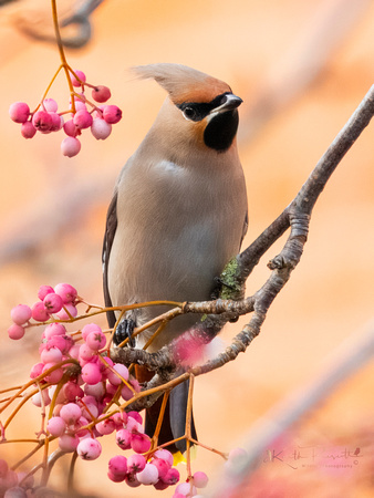 Waxwing (22)