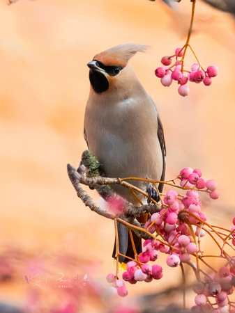 Waxwing (23)