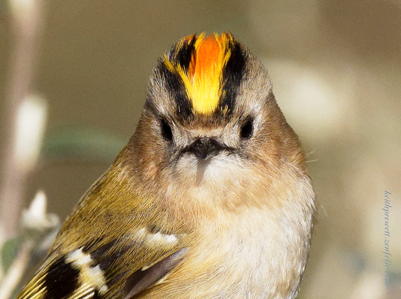 Goldcrest (2)