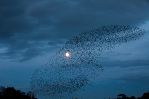 Starling Murmuration (12)