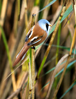 Bearded Tit(Reedling) (16)