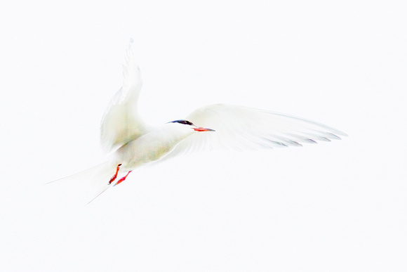 Common Tern (14)