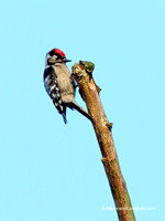 (m)Lesser spotted Woodpecker (5)