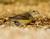 (f)Crossbill (6)