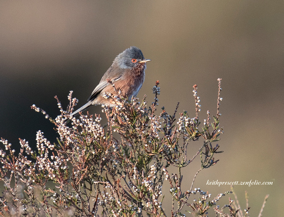 (m)Dartford Warbler (6)