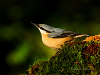 Nuthatch (19)