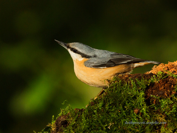 Nuthatch (19)