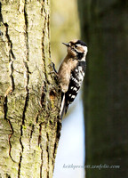 (f)Lesser spotted Woodpecker (6)