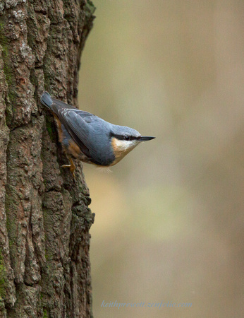 Nuthatch (14)