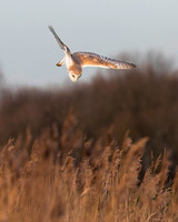 Barn Owl (2)