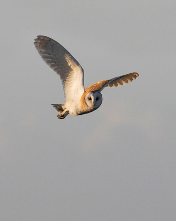 Barn Owl (5)