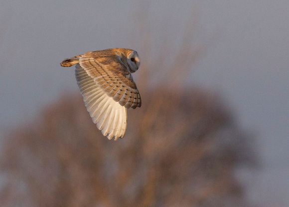 Barn Owl (4)