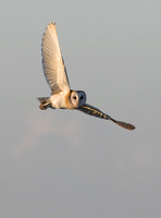 Barn Owl (6)