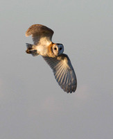 Barn Owl (7)