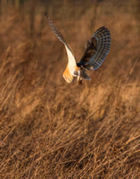 Barn Owl (8)