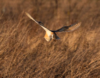 Barn Owl (9)