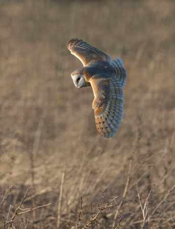 Barn Owl (13)