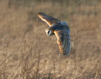 Barn Owl (14)