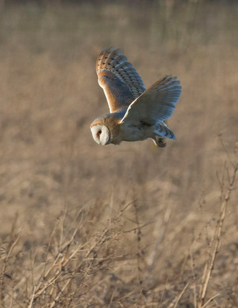 Barn Owl (17)