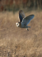 Barn Owl (20)