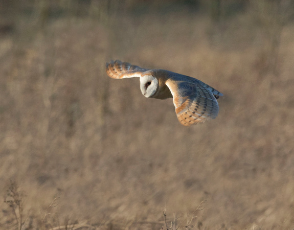 Barn Owl (21)
