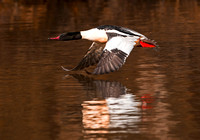 Goosander (1)