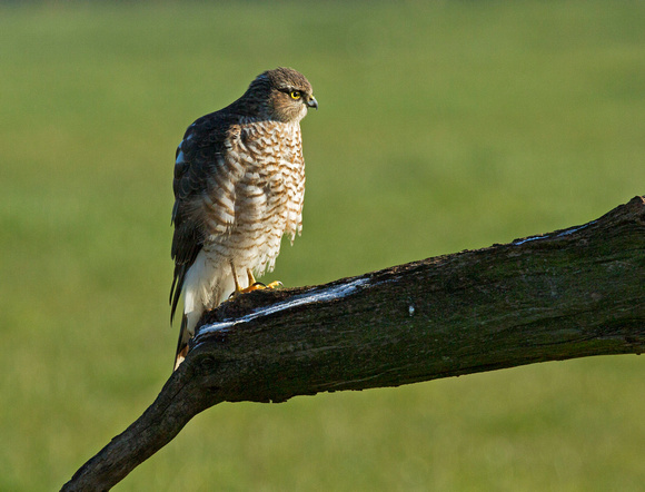 (f)Sparrowhawk (1)