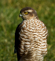 (f)Sparrowhawk (4)