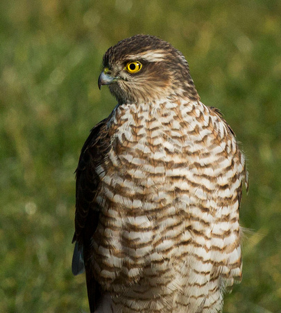 (f)Sparrowhawk (4)