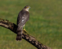 (f)Sparrowhawk (5)